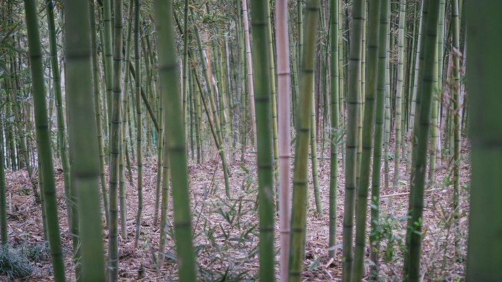 "满山的竹林 作为观赏 也作为熊猫的“伙食”需求在下渚湖游客中心前面1km位置就是下渚湖熊猫园_下渚湖熊猫园"的评论图片