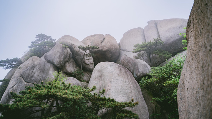 "谷旁古树虬枝，如铁壁挂画，谷内怪石异草，似丹墀仙境，引人入胜。开在悬崖边的野花 美丽又危险 难以靠近_天柱山"的评论图片