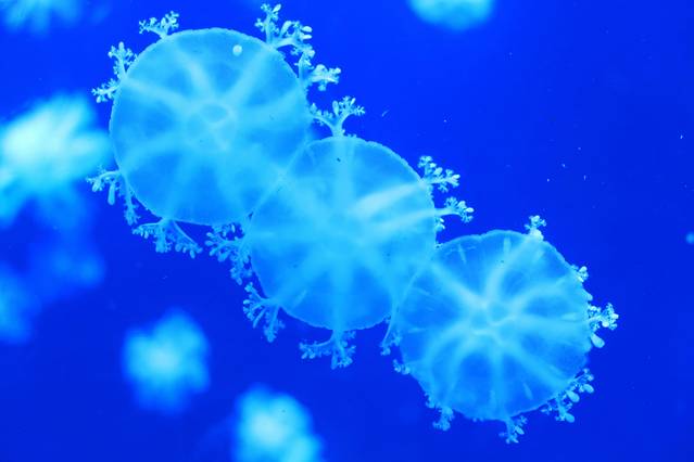 珠海长隆海洋王国·鲸鲨馆