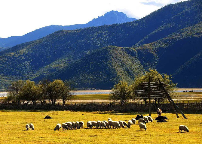 "纳帕海景区纳帕海是香格里拉拉市最大的草原，这一季节，黑颈鹤、黄鸭、斑头雁云集于此，_纳帕海（依拉草原）"的评论图片