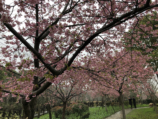 "每年3月底4月初是上海的樱花季，上海欣赏樱花最有名的地点就是顾村公园，顾村公园的门票是20元_顾村公园"的评论图片