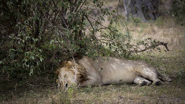 马赛马拉国家保护区