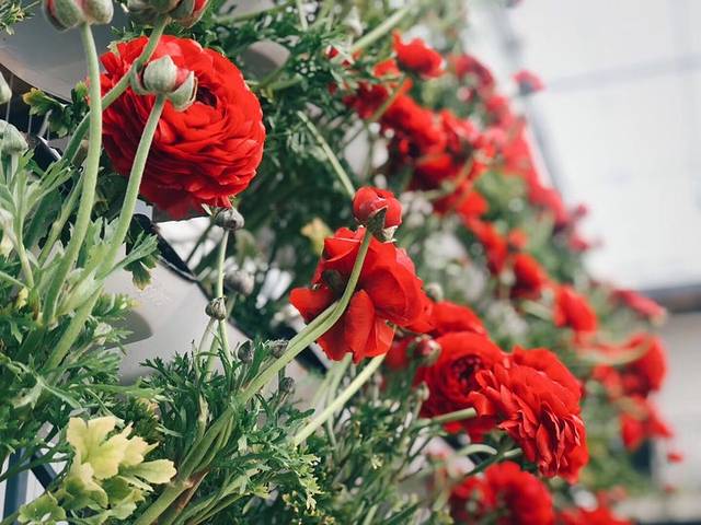 国际慢城太寺垭森林公园