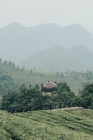 "位于北纬30度的伍家台村，是我在国内见过最美的茶园了，泡出的茶清香、回甘，饮后可清心定神_施南茶堂·伍家台贡茶(金桂大道店)"的评论图片