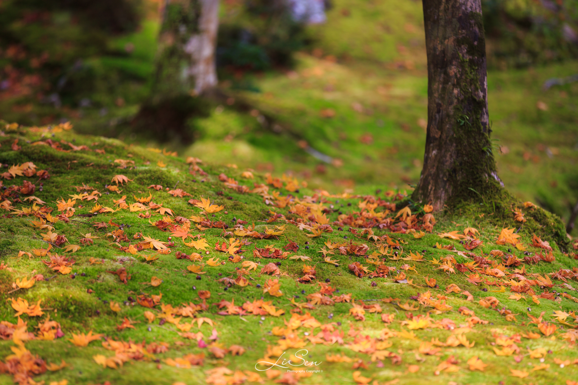 21saihoji游玩攻略 然而某宝卖家不给力 回复的 去哪儿攻略