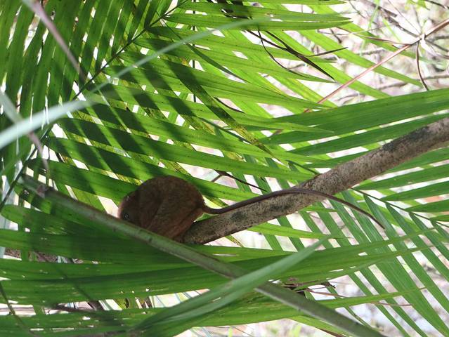 眼镜猴游客中心