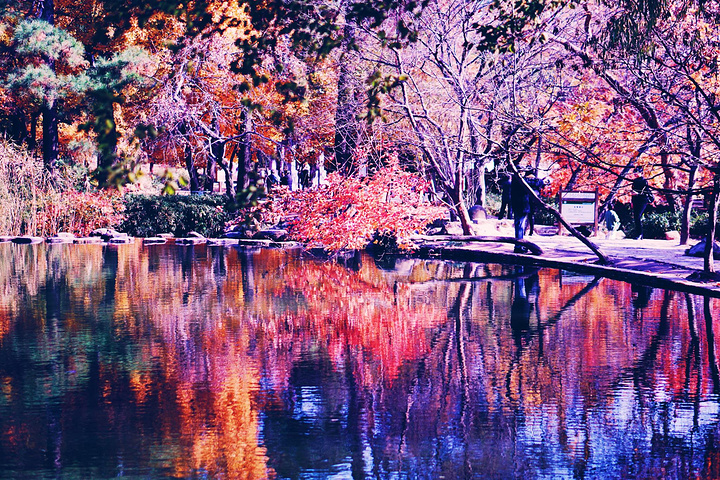 "著名的七彩枫叶或飘摇在流水之上，或将其影子映射其中，都是不可多得的美景～_天平山"的评论图片