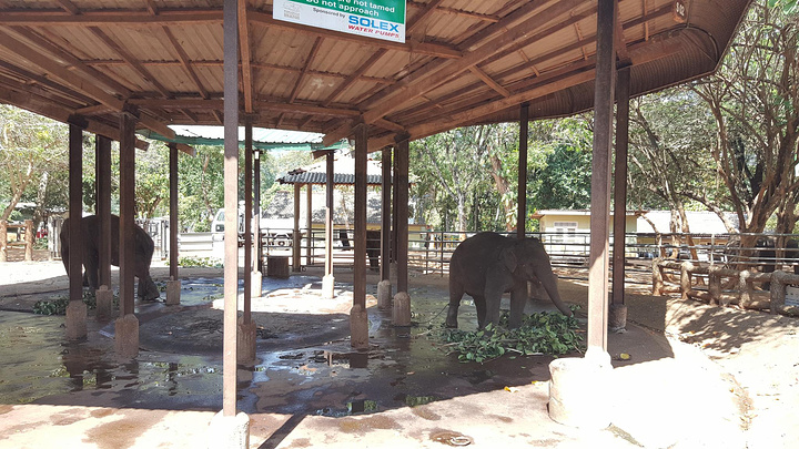 "大象孤儿院专门收养那些无家可归、掉入深坑或陷阱、脱离象群，尤其是身受重伤或身患疾病的幼象_品纳维拉大象孤儿院"的评论图片