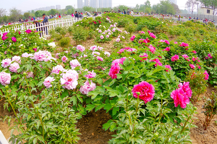 這炎炎的夏日,有那麼一瞬間,彷彿也不算是特別的熱了_曹州牡丹園"