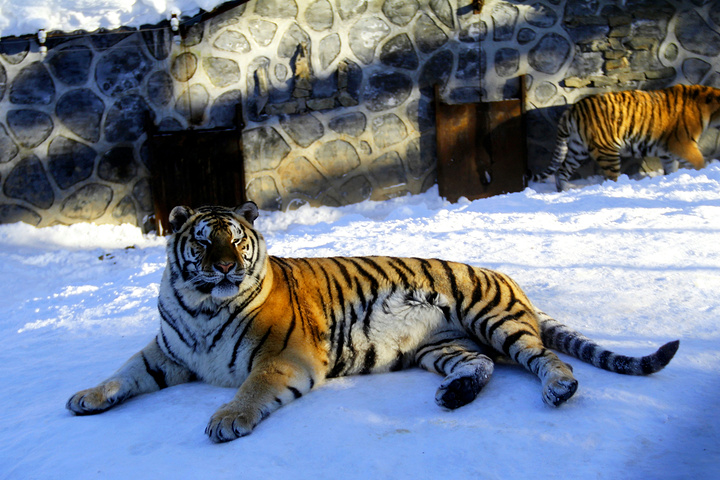 2023位於哈爾濱市內的一座以東北虎為主題的動物園,在冬季可以在園區