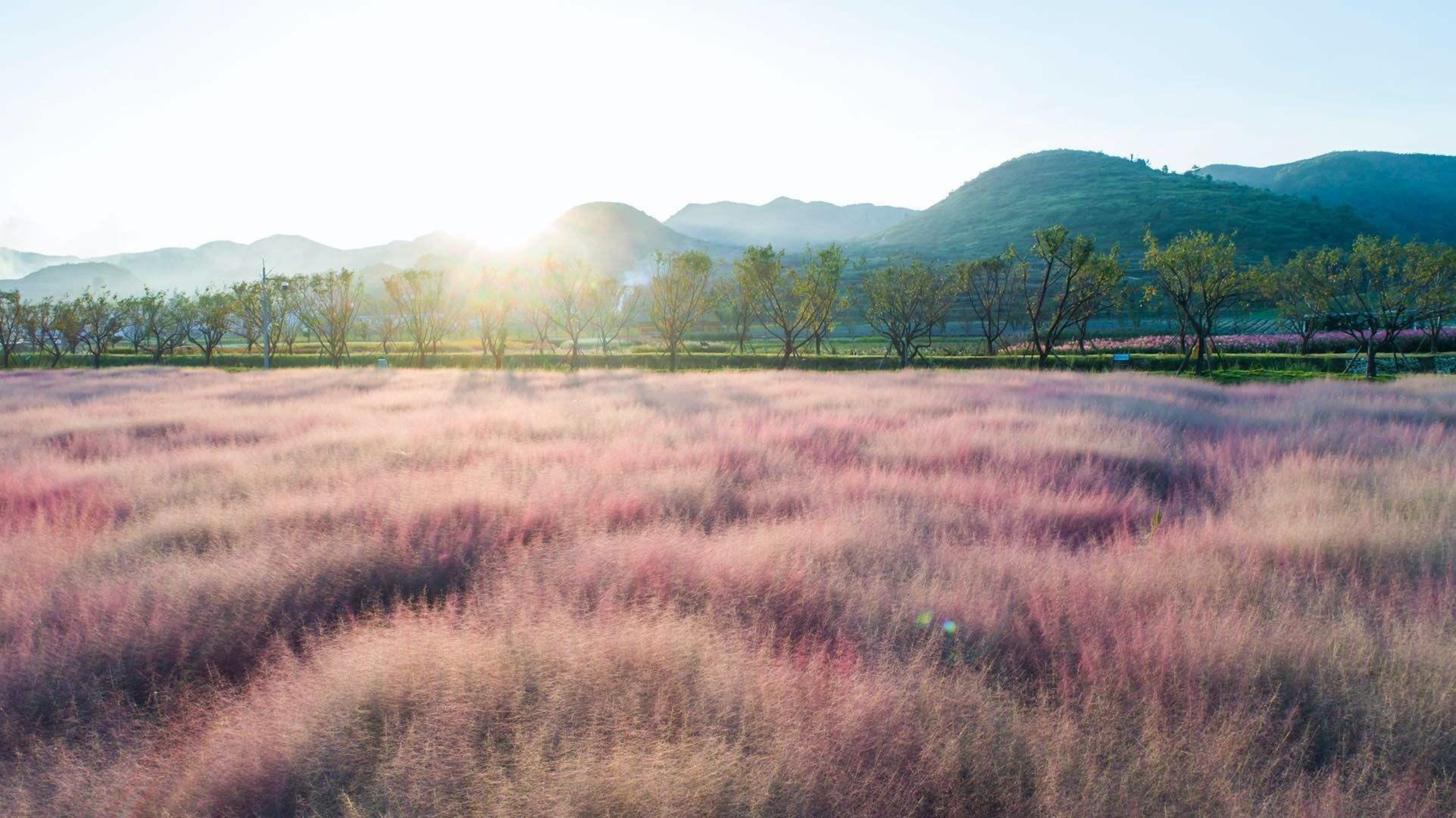 早该爆红的南部小城！ 春看樱花秋赏粉黛， 恰似宫崎骏画中的温柔