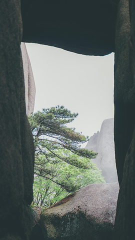 "谷旁古树虬枝，如铁壁挂画，谷内怪石异草，似丹墀仙境，引人入胜。开在悬崖边的野花 美丽又危险 难以靠近_天柱山"的评论图片