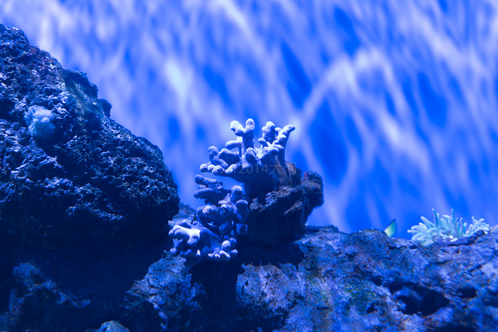 各种美丽的贝壳和热带鱼总是与珊瑚相生相伴一起构成美丽的海底世界