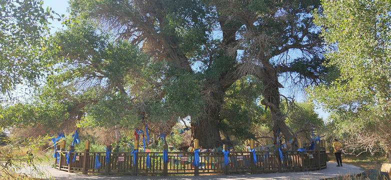 苏泊淖尔神树旅游景点图片