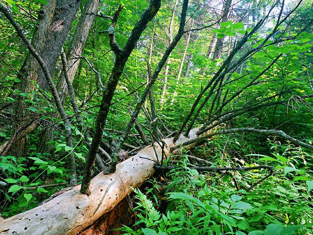 伊春兴安国家森林公园