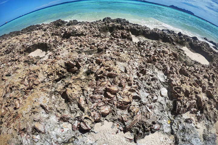 "其实在海水落潮最低点时，大马达京的西海岸还有两岛之间都是大片半干半湿的沙地，绵延了上千米，海鸟..._马达京岛"的评论图片