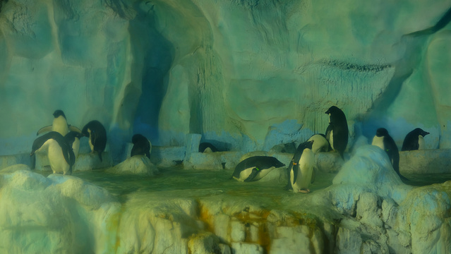 企鹅馆旅游景点图片