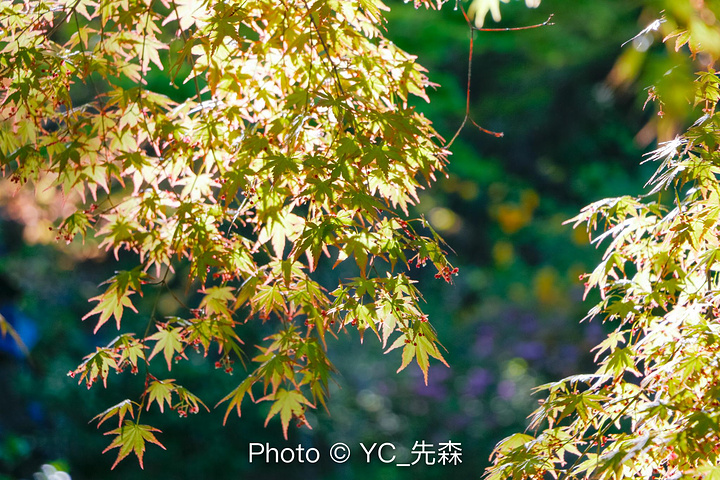 "...，日本的园艺和建筑受到唐代的影响，和中国的古代园林比较相近，但是却更加精致，算是取了精华之处吧_长谷寺"的评论图片