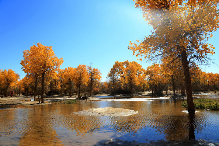 一边在过着简单而又真实的生活_额济纳胡杨林旅游区"的评论图片