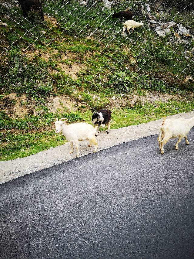 巴朗山熊猫王国之巅