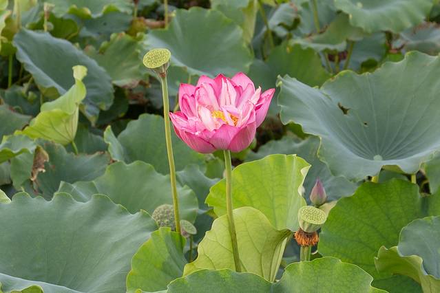 金湖荷花荡景区