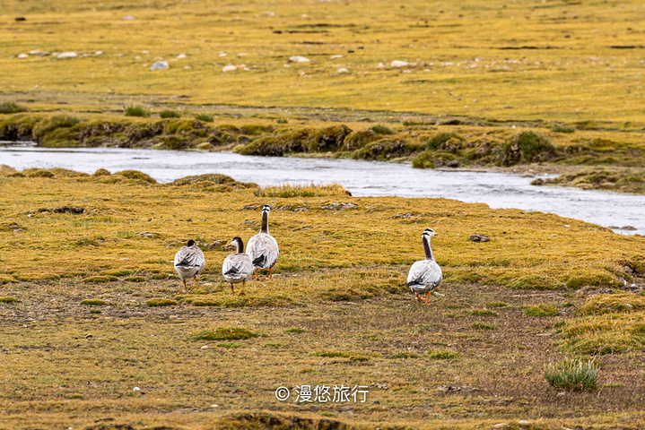 "门票价格：免费！走着走着，一条河挡住了我们的路，四处打量一番，要过去还必须先过河_措嘉冰川"的评论图片