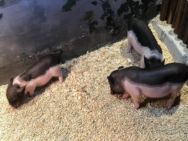 摸摸乐萌宠园(红星新华国际广场店)