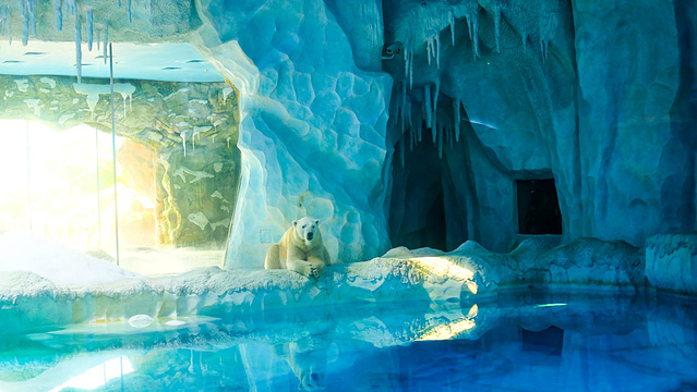 北极熊馆旅游景点图片