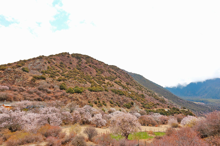 "这里是3月下旬观赏桃花的最佳地，但我们来到时村里的桃花已全部掉完，感兴趣的小伙伴可以根据时间合..._雅鲁藏布大峡谷"的评论图片