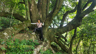 广东梅州平远泗水千年古檀树独木成林，如百足怪兽，枝干如群龙飞舞
