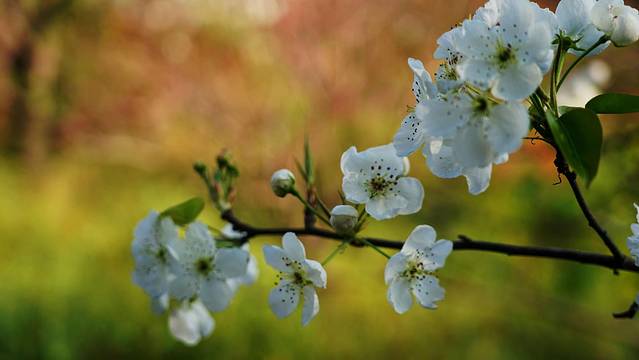 加级寨梨花谷老王农家乐