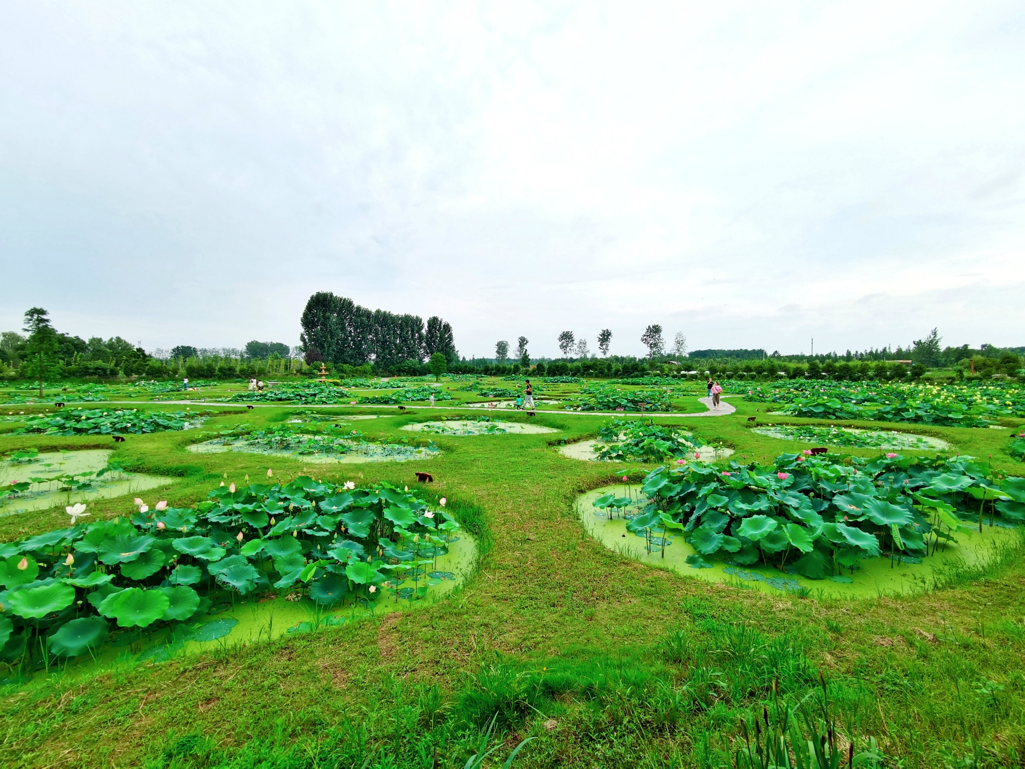 不虚此行——池杉湖湿地公园，游船、赏荷、观鸟