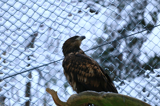 拉努阿野生动物园旅游景点图片