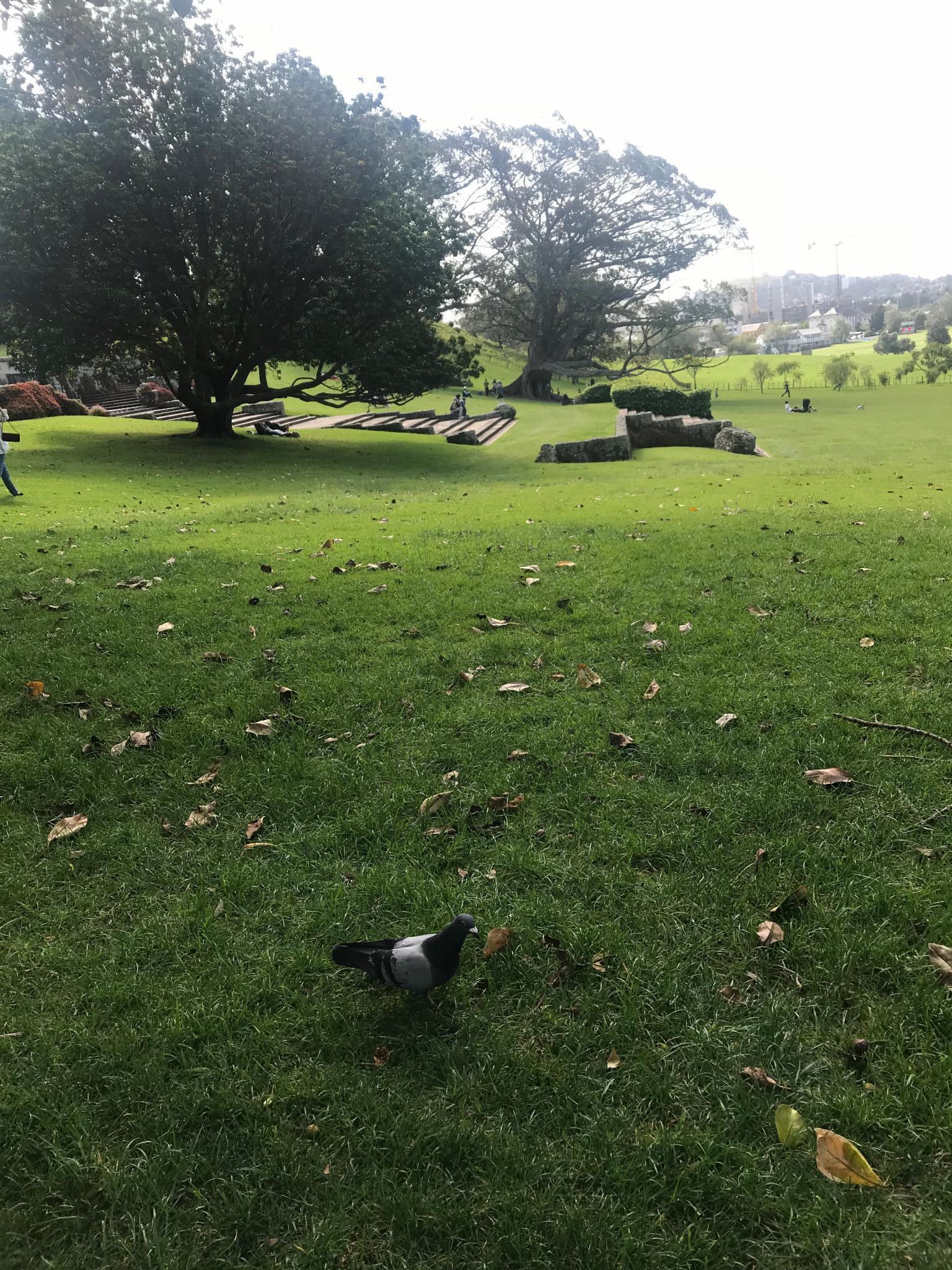 2019一树山游玩攻略,新西兰人口数量非常少,没