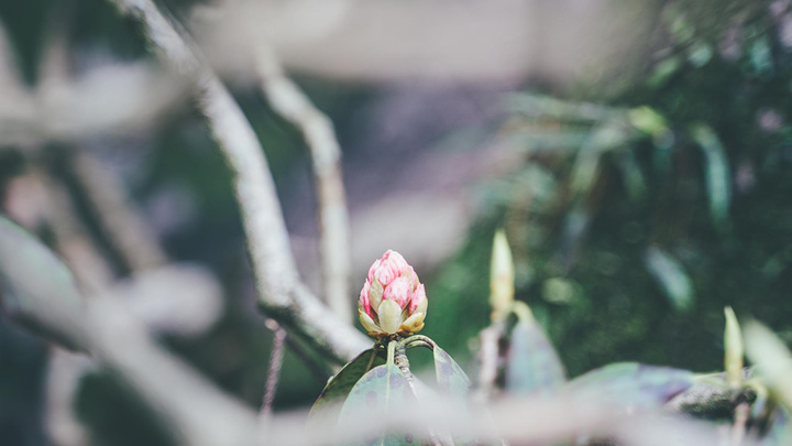 "谷旁古树虬枝，如铁壁挂画，谷内怪石异草，似丹墀仙境，引人入胜。开在悬崖边的野花 美丽又危险 难以靠近_天柱山"的评论图片