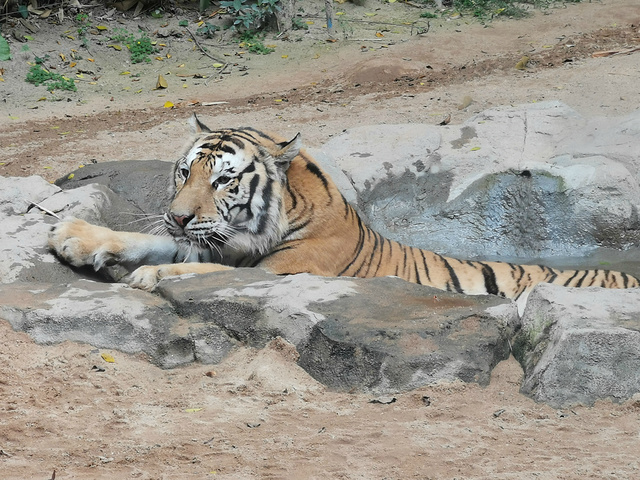 "...，还有华南虎、金虎、银虎以及孟加拉虎和东北虎等六大虎种多达300多只老虎生活在长隆野生动物世界_百虎山"的评论图片