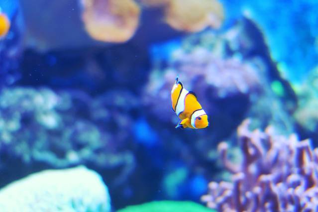 珠海长隆海洋王国·鲸鲨馆