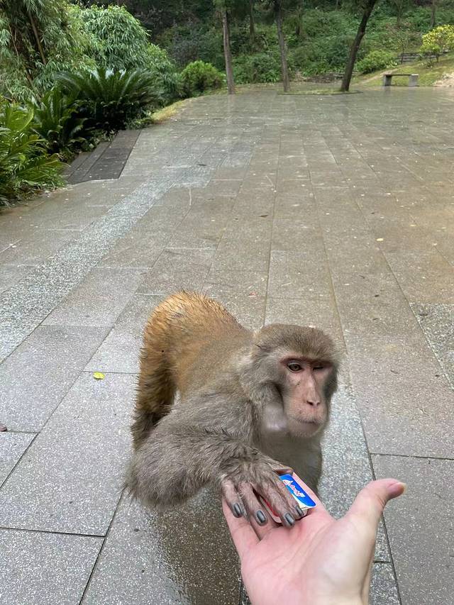 野生猕猴观赏园