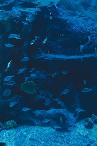 "水族馆有很多可以近距离体验海洋生物的项目， 比如穿上潜水服去潜水，坐着游艇看鲨鱼在身边游来游去..._迪拜水族馆和水下动物园"的评论图片