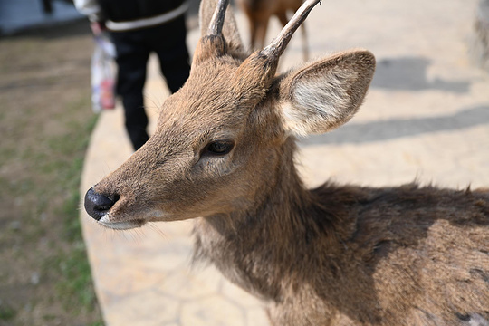 原乡小镇旅游景点图片