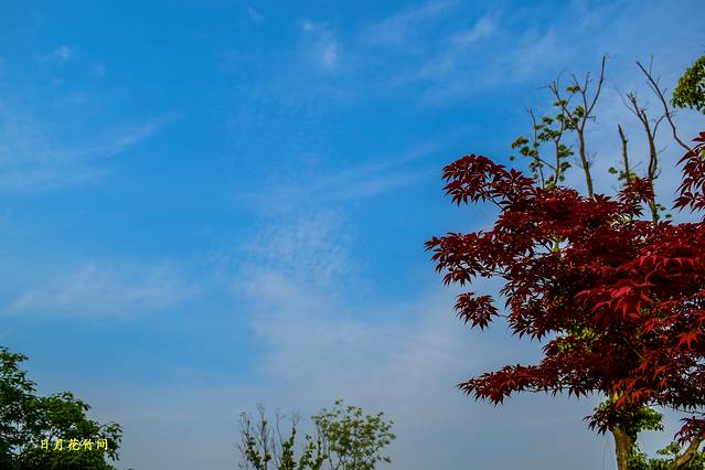 芦花荡湿地公园