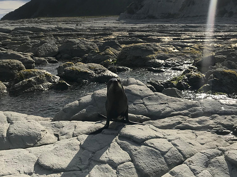 凯库拉毛皮海狮聚集区旅游景点图片