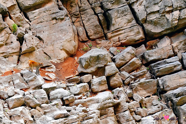 "巴雾峡、滴翠峡是观赏小三峡猕猴的最佳区域。础上另外开辟出一些新的景点。这段峡谷，无峰不峭壁，群峰争艳_巫山小三峡"的评论图片