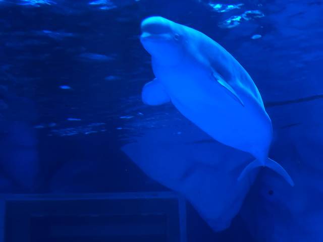 白鲸剧场《白鲸之梦》