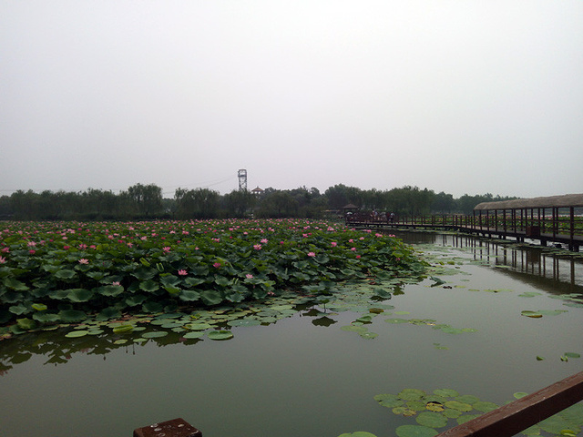 白洋淀温泉城码头图片