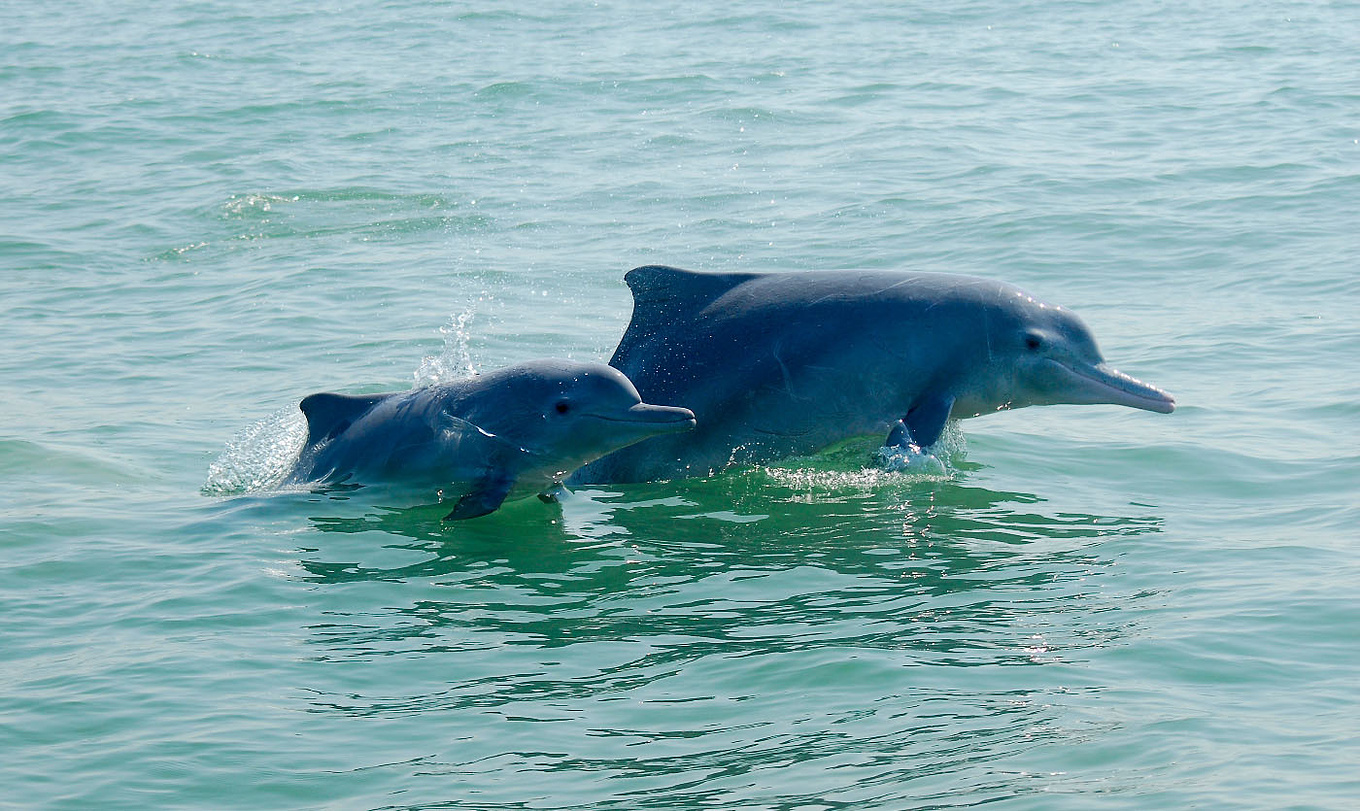 广西发现的粉色海豚到底是什么？为何有“水上大熊猫”之称？ - 知乎