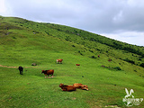 大姆山草场