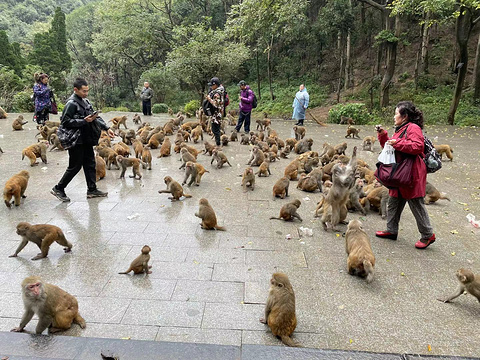 三岭湾猕猴观赏园旅游景点图片