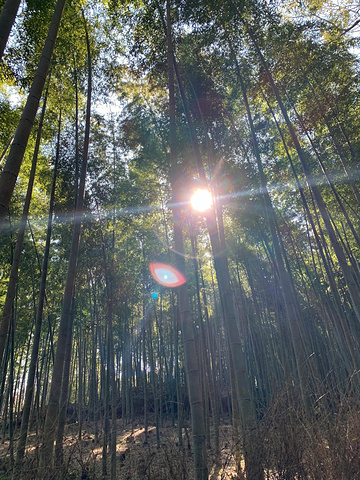 "攻略上说岚山公园有观光火车可以乘坐。只在竹林和周围小镇上转了转，然后就去了金阁寺_岚山"的评论图片