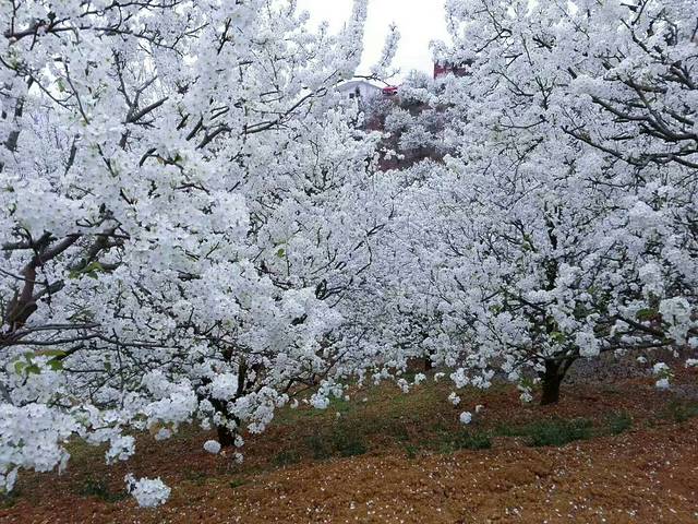 加级寨梨花谷老王农家乐